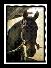horsesforsale_image001