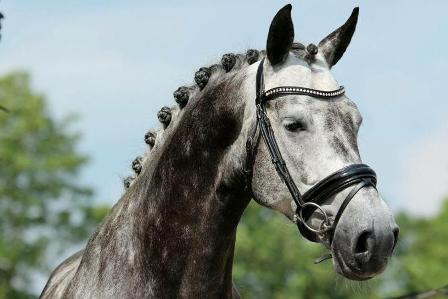 Romeo trot gd.jpg